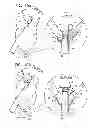 Fig. 22 - MINIMALLY INVASIVE SURGICAL TECHNIQUES