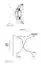 Fig. 02 - Accommodating intraocular lens
