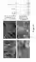 Fig. 07 - Methods for making a tissue engineered muscle repair (TEMR) construct in vitro for implantation in vivo