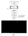 Fig. 02 - Acellular vascular products