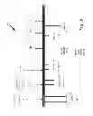 Fig. 06 - Multi-axis, multi-path fly-by-wire flight control system