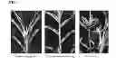 Fig. 02 - THREE-DIMENSIONAL ANIMATION TECHNOLOGY FOR DESCRIBING AND MANIPULATING PLANT GROWTH