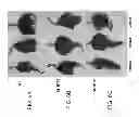 Fig. 09 - Nucleic acid construct for increasing abiotic stress tolerance in plants