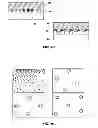 Fig. 12 - Wafer manufacturing cleaning apparatus, process and method of use