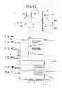 Fig. 10 - Control apparatus for internal combustion engine