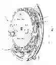 Fig. 03 - Universally adjustable star wheel