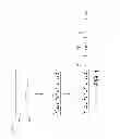 Fig. 02 - Composition of palladium unsaturated organoamine complex and palladium nanoparticles