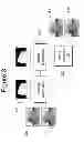 Fig. 05 - Embedding and decoding three-dimensional watermarks into stereoscopic images