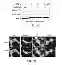 Fig. 03 - Mobilization of hematopoietic stem cells