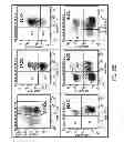 Fig. 17 - Mobilization of hematopoietic stem cells