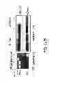 Fig. 21 - Mobilization of hematopoietic stem cells
