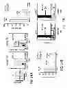 Fig. 28 - Mobilization of hematopoietic stem cells