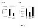 Fig. 02 - PRODUCTION OF ALPHAVIRUS REPLICON PARTICLES IN PACKAGING CELLS