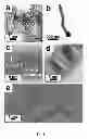 Fig. 02 - Nanowires and methods of making and using