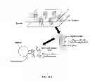 Fig. 08 - FETAL ANEUPLOIDY DETECTION BY SEQUENCING