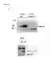 Fig. 02 - Tricyclic proteasome activity enhancing compounds
