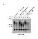 Fig. 06 - Tricyclic proteasome activity enhancing compounds