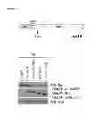 Fig. 07 - Tricyclic proteasome activity enhancing compounds