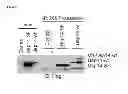 Fig. 08 - Tricyclic proteasome activity enhancing compounds