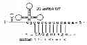 Fig. 01 - Modified human U1snRNA molecule, a gene encoding for the modified human U1snRNA molecule, an expression vector including the gene, and the use thereof in gene therapy