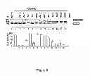 Fig. 07 - Modified human U1snRNA molecule, a gene encoding for the modified human U1snRNA molecule, an expression vector including the gene, and the use thereof in gene therapy