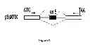 Fig. 09 - Modified human U1snRNA molecule, a gene encoding for the modified human U1snRNA molecule, an expression vector including the gene, and the use thereof in gene therapy