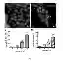 Fig. 08 - METHOD FOR PREVENTING OR TREATING ENTEROCHROMAFFIN CELL HYPERPLASIA-RELATED DISEASES BY QUERCETIN ADMINISTRATION