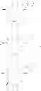 Fig. 1237 - Macrocyclic modulators of the Ghrelin receptor