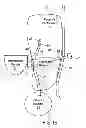 Fig. 06 - Systems and methods for treating chronic liver failure based on peritoneal dialysis