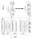 Fig. 07 - Scheduling distribution of logical control plane data