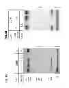 Fig. 04 - Methods and systems for the detection of bacteria