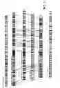 Fig. 04 - Methods of identifying an organism