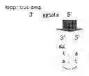 Fig. 09 - Method for detecting mutant DNA