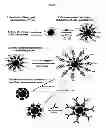 Fig. 02 - FUNCTIONALIZATION OF GOLD NANOPARTICLES WITH ORIENTED PROTEINS, APPLICATION TO THE HIGH-DENSITY LABELING OF CELL MEMBRANES