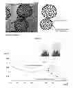 Fig. 07 - FUNCTIONALIZATION OF GOLD NANOPARTICLES WITH ORIENTED PROTEINS, APPLICATION TO THE HIGH-DENSITY LABELING OF CELL MEMBRANES