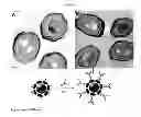 Fig. 09 - FUNCTIONALIZATION OF GOLD NANOPARTICLES WITH ORIENTED PROTEINS, APPLICATION TO THE HIGH-DENSITY LABELING OF CELL MEMBRANES