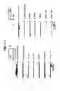 Fig. 09 - Humanized transgenic mouse model