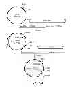 Fig. 08 - Combinatorial DNA library for producing modified N-glycans in lower eukaryotes