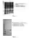 Fig. 02 - Fucosyltransferases and their applications