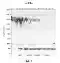 Fig. 02 - METHODS AND COMPOSITIONS FOR PERFORMING NUCLEIC ACID AMPLIFICATION REACTIONS