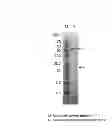 Fig. 02 - POLYPEPTIDE CAPABLE OF ENHANCING CELLULOSIC BIOMASS DEGRADATION