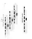 Fig. 32 - MODULAR DNA-BINDING DOMAINS AND METHODS OF USE