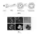 Fig. 02 - Modified silica shell particles, and methods of making and using the same