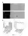 Fig. 04 - Modified silica shell particles, and methods of making and using the same