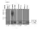 Fig. 06 - Auto-developing and regularly-weighted protein molecular weight marker kit and method for preparing the same