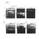 Fig. 08 - Auto-developing and regularly-weighted protein molecular weight marker kit and method for preparing the same