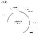 Fig. 22 - Class of glyphosate resistance genes