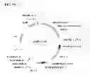 Fig. 40 - Class of glyphosate resistance genes