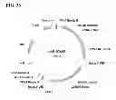 Fig. 43 - Class of glyphosate resistance genes