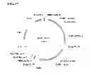 Fig. 44 - Class of glyphosate resistance genes